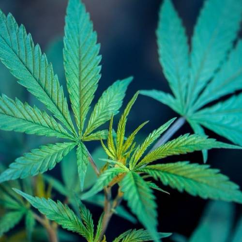 Horchata Baby Jeeter